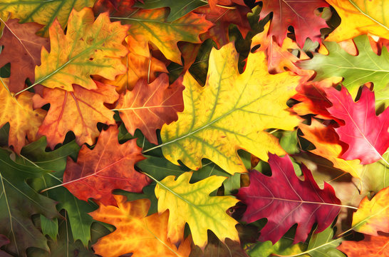 Artistic colorful oak autumn season leaves background.
