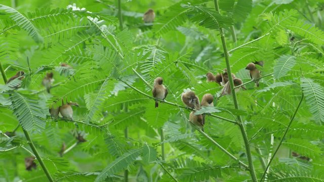many young scaly breasted munia bird is resting  on the tree branch