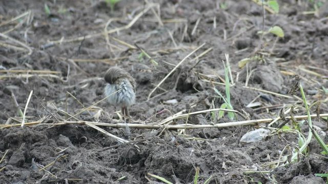 paddyfield pipit bird is cleaning itself in the field