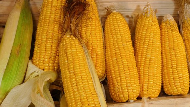 fresh corn from farm gardener harvest sweet corn from his farm sweet corn is a crop that lends itself well to small-scale and part-time farming operations. Initial investment is relatively low, 