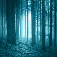 Mystic seasonal blue foggy forest with stones on the floor covered with moss.