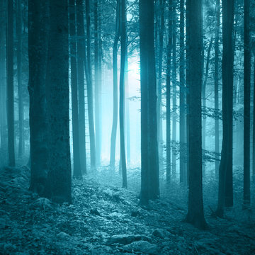 Free Forest Images – Browse 60,409 Free Stock Photos, Vectors, and ...