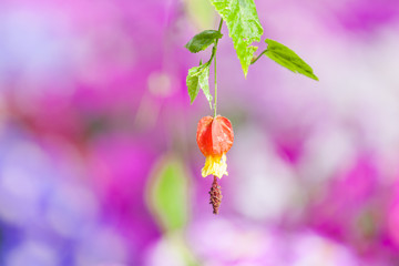 Detail Shot Of plant Over natural Background.