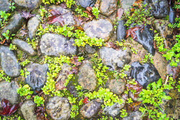 Backgrounds Of Pebble Walkway of full frame.