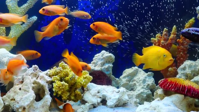 shoal of yellow vivid fish swim among coral reef in aquarium with air bubbles