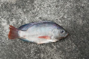 Tilapia and Nile tilapia on concrete floor, raw fresh freshwater