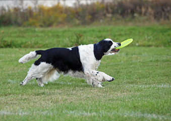 The beautiful springer spaniel plays with a disk on a green lawn