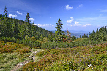 dolina w Tatrach Zachodnich