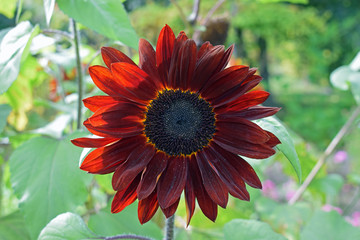 Obraz premium Red sun flower (Helianthus annuus Purpursolros)