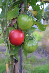 Beefsteak tomato, also known as beef tomato.