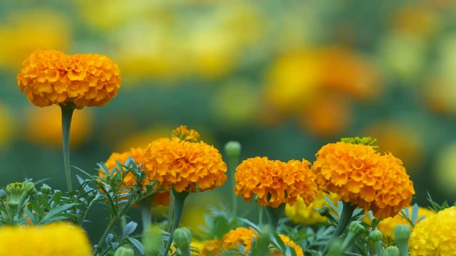 four marigold flowers are shaking with wind