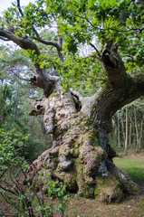 Extremely old oak tree
