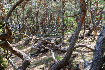 Old windblown pine trees