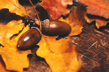 Autumn leaves with acorns over wooden background with empty copy