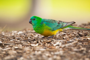 Red-rumped Parrot Bird