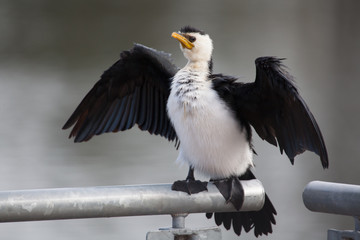 Little Pied Cormorant showing its wings