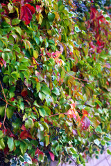 Lush foliage Parthenocíssus quinquefolia