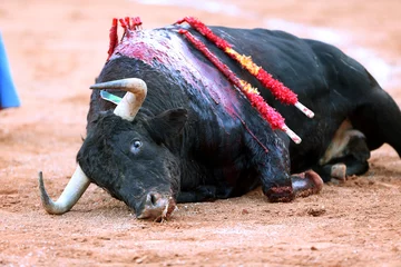 Gordijnen Toro bravo español © jota69