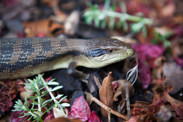 lizard in colourful background