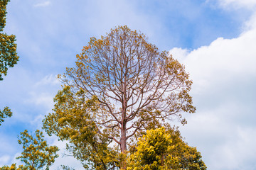Autumn Season, Yellow or Red Leaf