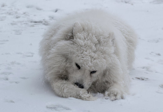 Snow dog