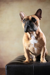 sitzende Französische Bulldogge im Studio