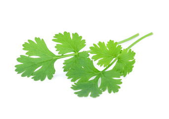 Green coriander leaves close-up isolated on white