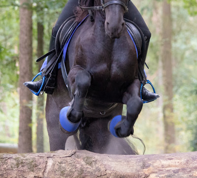 Horse Cross Country Teenage Competition Jumping Tree Trunks