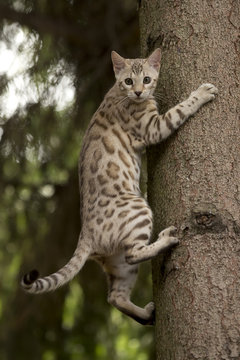 Bengalkatze auf Baum