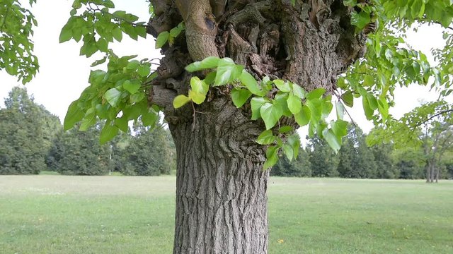 The wind moves mulberry leaves