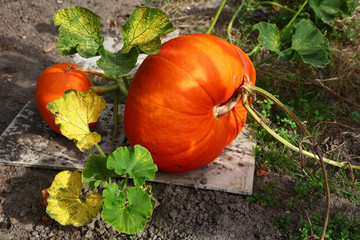 Obraz premium Potiron du potager