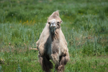 Camel on pasture