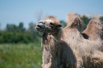 Camel on pasture