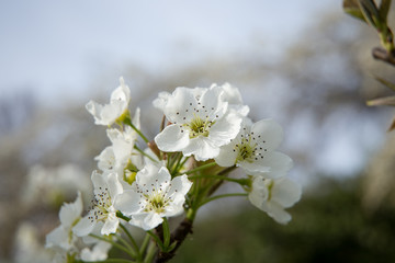 梨の花