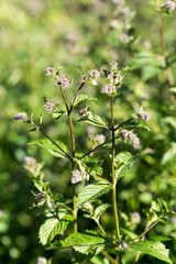 mint plant grown at vegetable garden