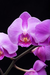 Obraz premium Pink streaked orchid flower, isolated on black background