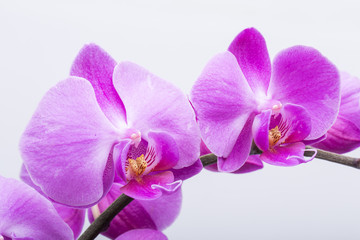 Naklejka na ściany i meble Pink streaked orchid flower, isolated on white background