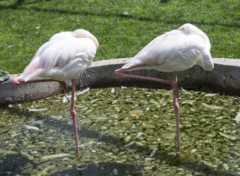 Couple of beautiful flamingos are sleeping in the lake. Park taigan