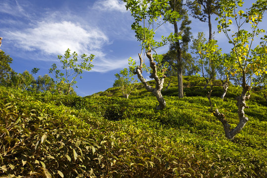 sri-lanka landscape