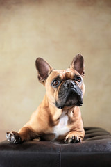 liegende Französische Bulldogge im Studio