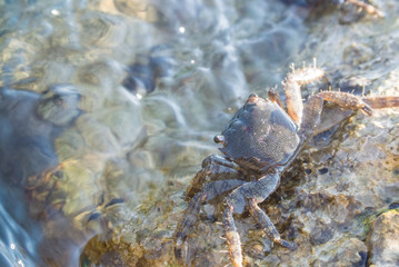 Granchio sugli scogli a Fano, Marche, Italia