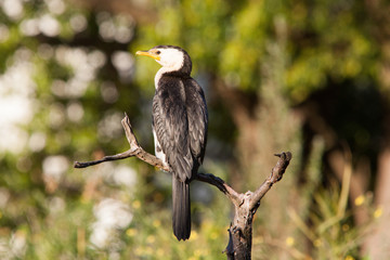 Little Pied Cormorant