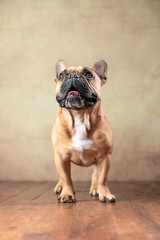 Obraz premium stehende Französische Bulldogge im Studio