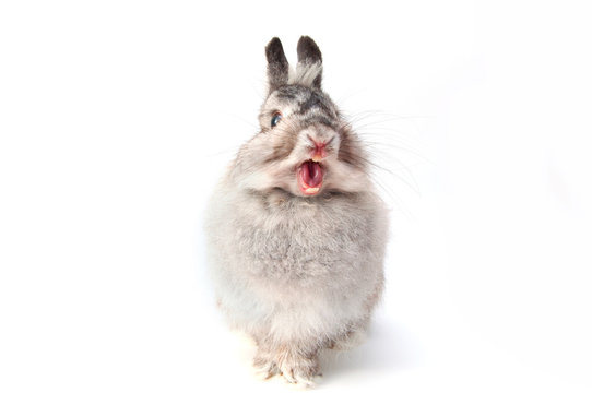 Funny rabbits with open shouting mouth on white background isolated