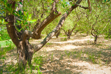 Olive trees
