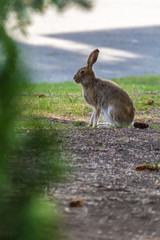 Hare in the city