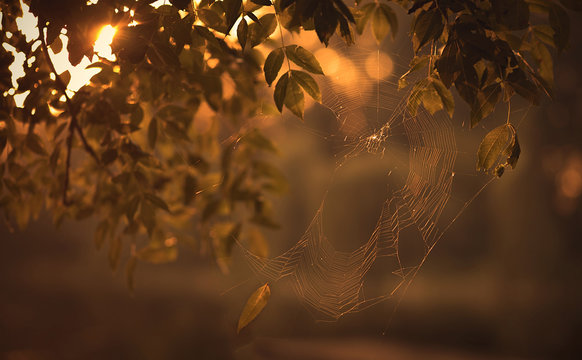 Closeup photo of damaged spider web