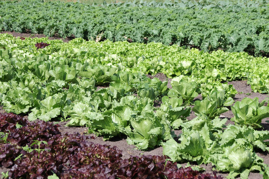 Salatanbau auf dem Feld