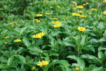 Closeup Singapore daisy flower