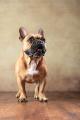 stehende Französische Bulldogge im Studio